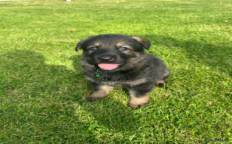 German Shepherd dogs - Advert 1