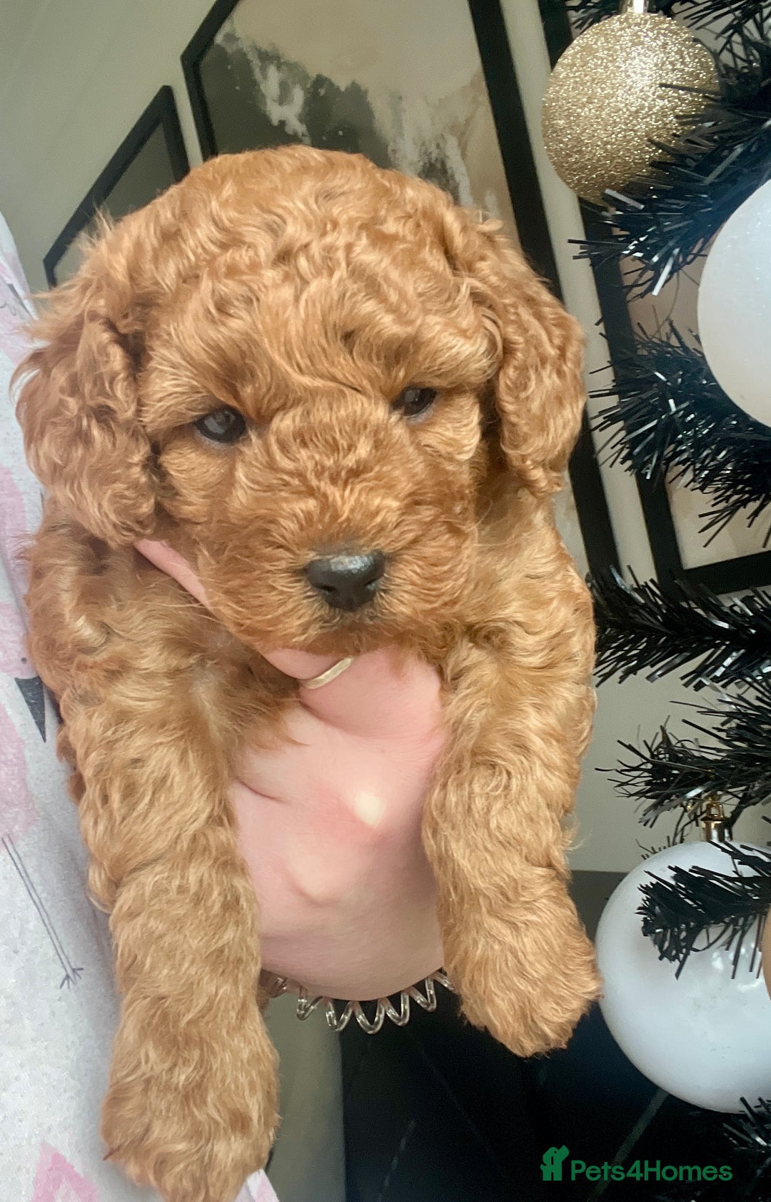 Cockapoo dogs for sale: ⭐️ BEAUTIFUL RED GIRL COCKAPOO⭐️ - Advert 3