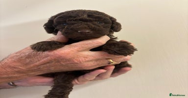 Cockapoo dogs - Advert 5