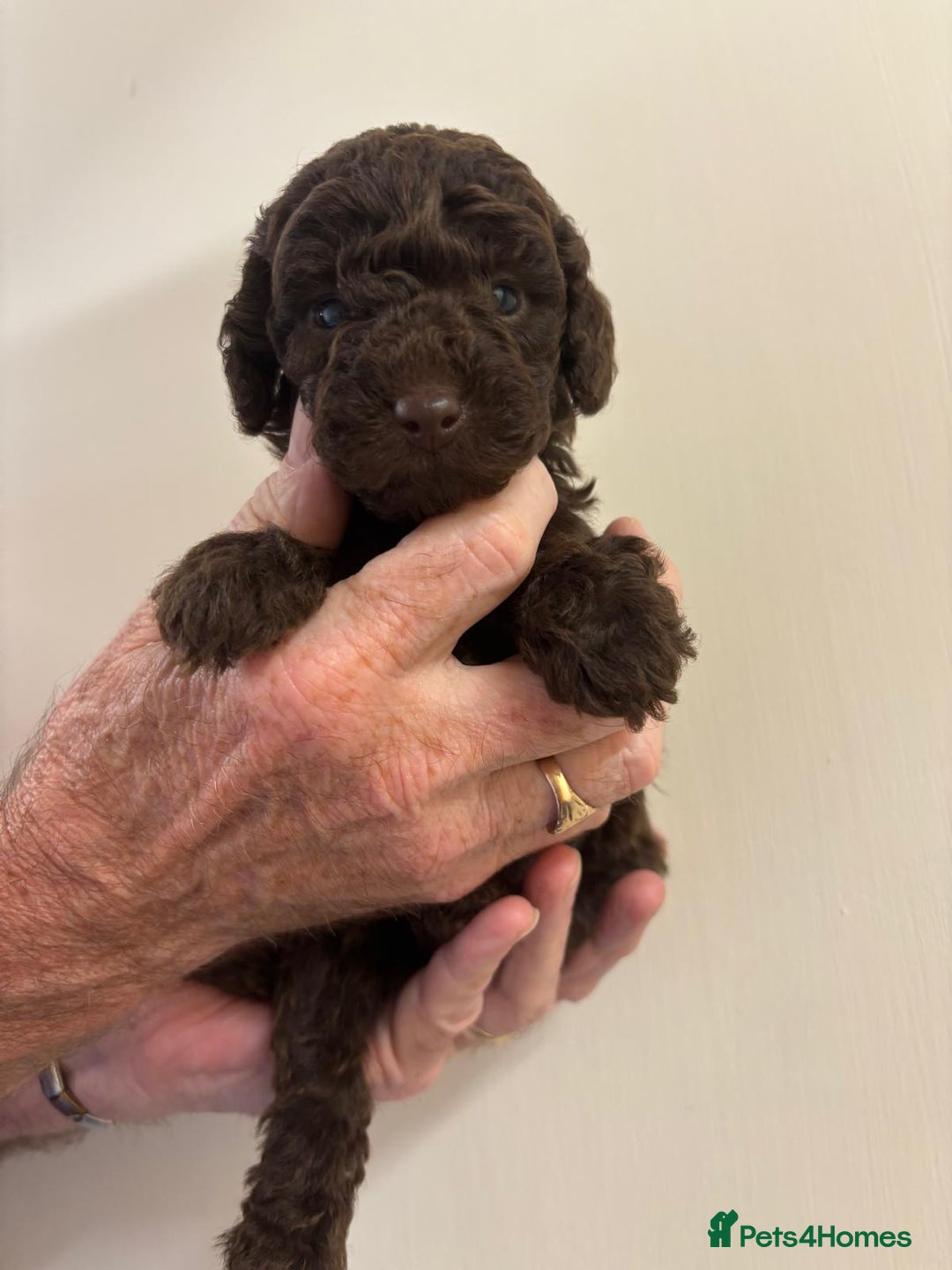 Cockapoo dogs for sale:  f1b chocolate and chocolate merle puppies  - Image 2