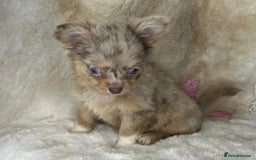 Chihuahua dogs for sale: Chihuahua long coat. Marble  - Image 22