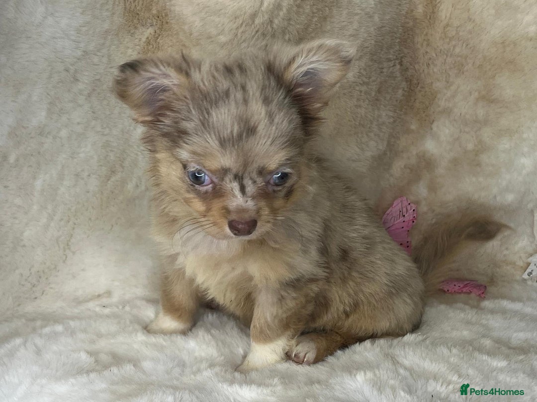 Chihuahua dogs for sale: Chihuahua long coat. Marble  - Image 22