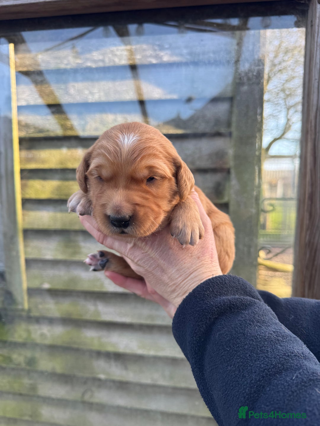 Golden Retriever dogs for sale: 1st Class ⭐️⭐️⭐️⭐️⭐️ Licensed - Advert 4