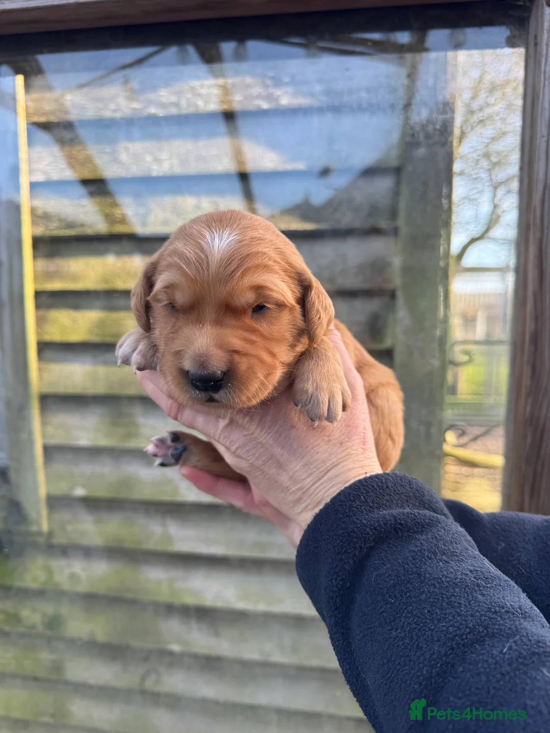 Golden Retriever dogs for sale: Available Immediately! - Advert 4