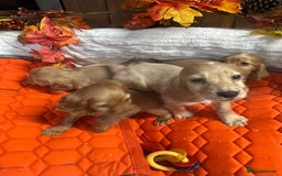 Cocker Spaniel dogs for sale: Stunning red cocker spaniel pups - Image 4