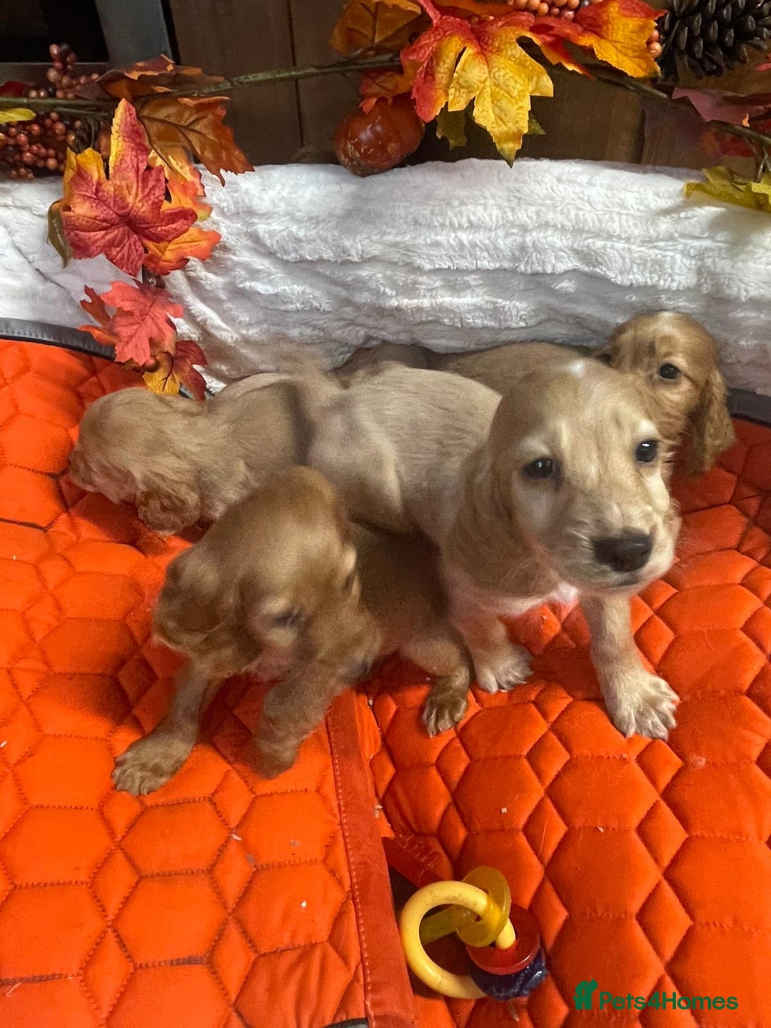 Cocker Spaniel dogs for sale: Stunning red cocker spaniel pups - Image 4