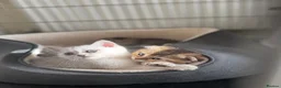 Scottish Fold cats for sale: Adorable Scottish fold kittens  - Advert 5
