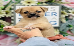 Mixed Breed dogs for sale:  Beautiful puppies  - Image 1