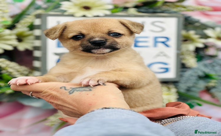 Mixed Breed dogs - Advert 3