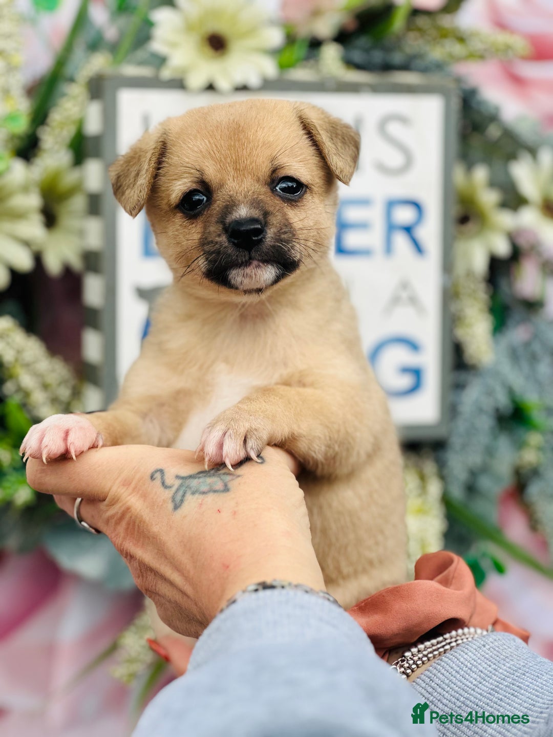 Mixed Breed dogs for sale:  Beautiful puppies  - Image 1