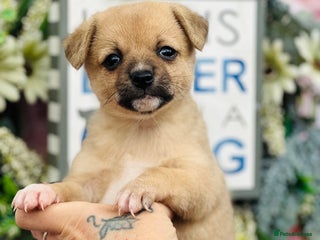 Mixed Breed dogs - Advert 4