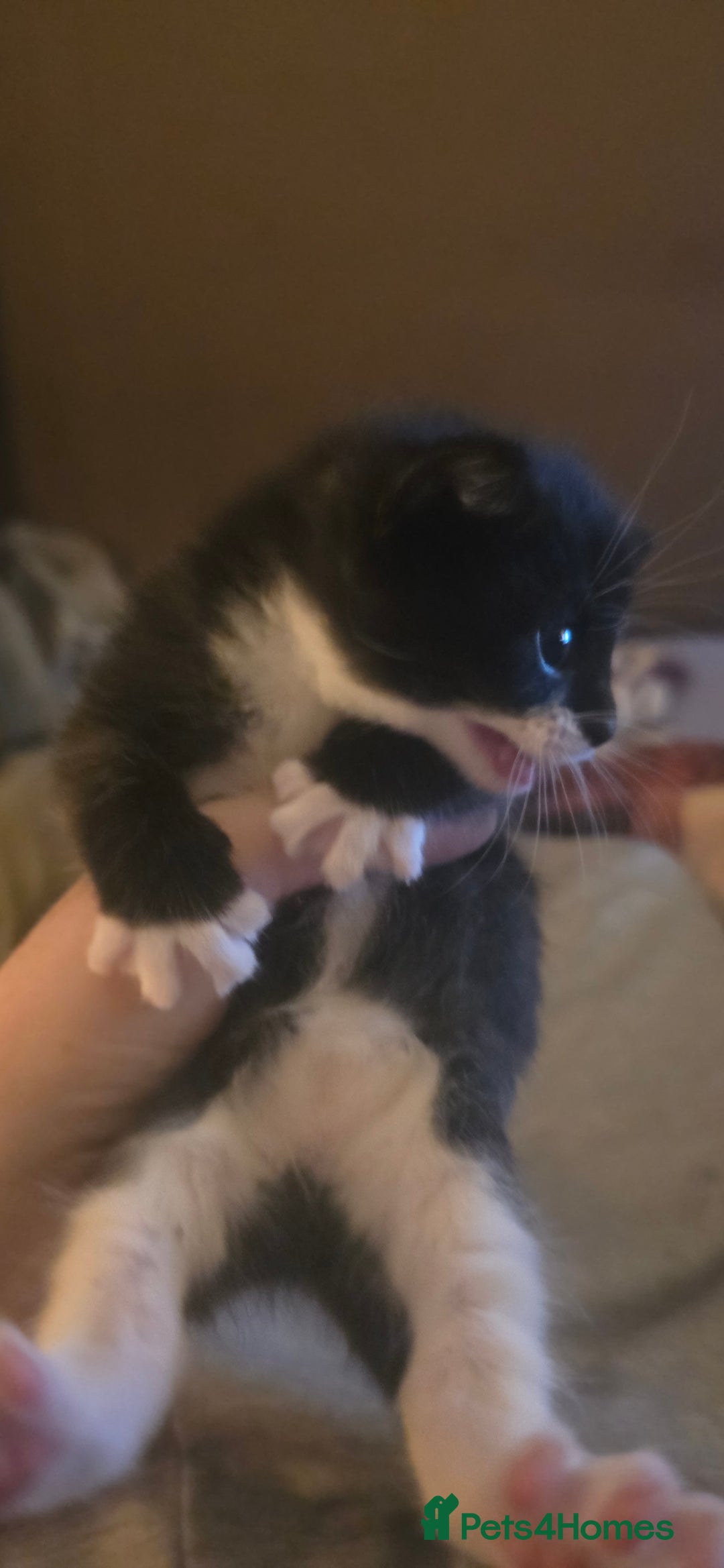 British Shorthair cats for sale: 2 tuxedo and 2 all black kittens for sale  - Image 2