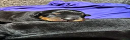 Mixed Breed dogs for sale: Rottweiler x puppys  - Advert 2