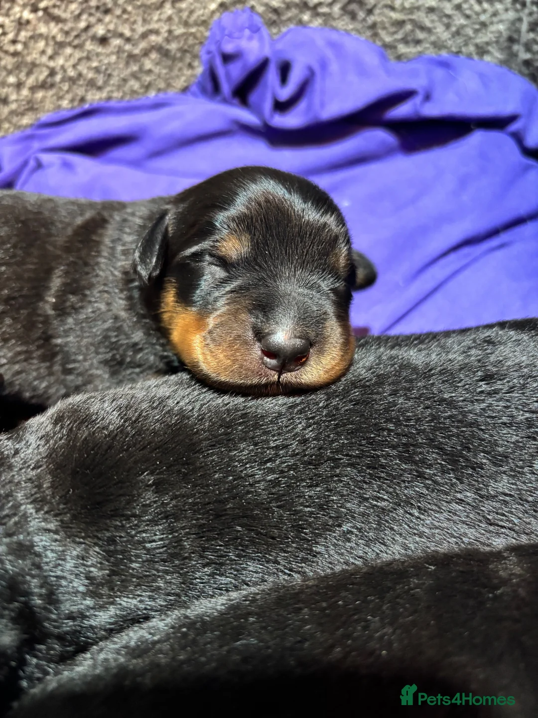 Mixed Breed dogs for sale: Rottweiler x puppys  - Advert 2