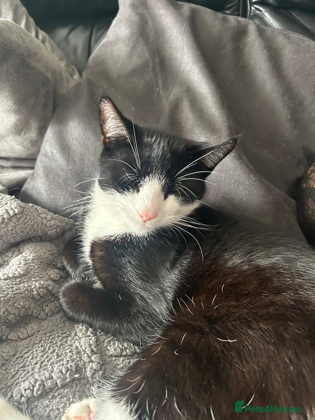 Mixed Breed cats for sale: Munchkin and Mickey to be rehoused together  - Advert 7