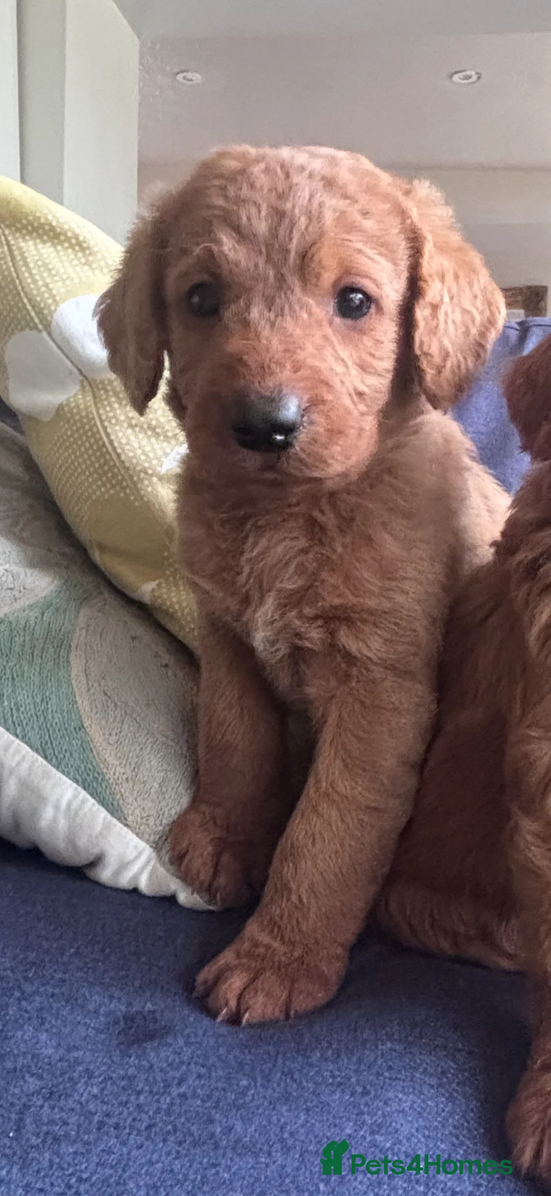 Labradoodle dogs for sale: Medium sized F1b Labradoodles  - Advert 2