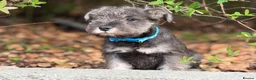 Miniature Schnauzer dogs for sale: Stunning kc reg miniature schnauzers  - Advert 3