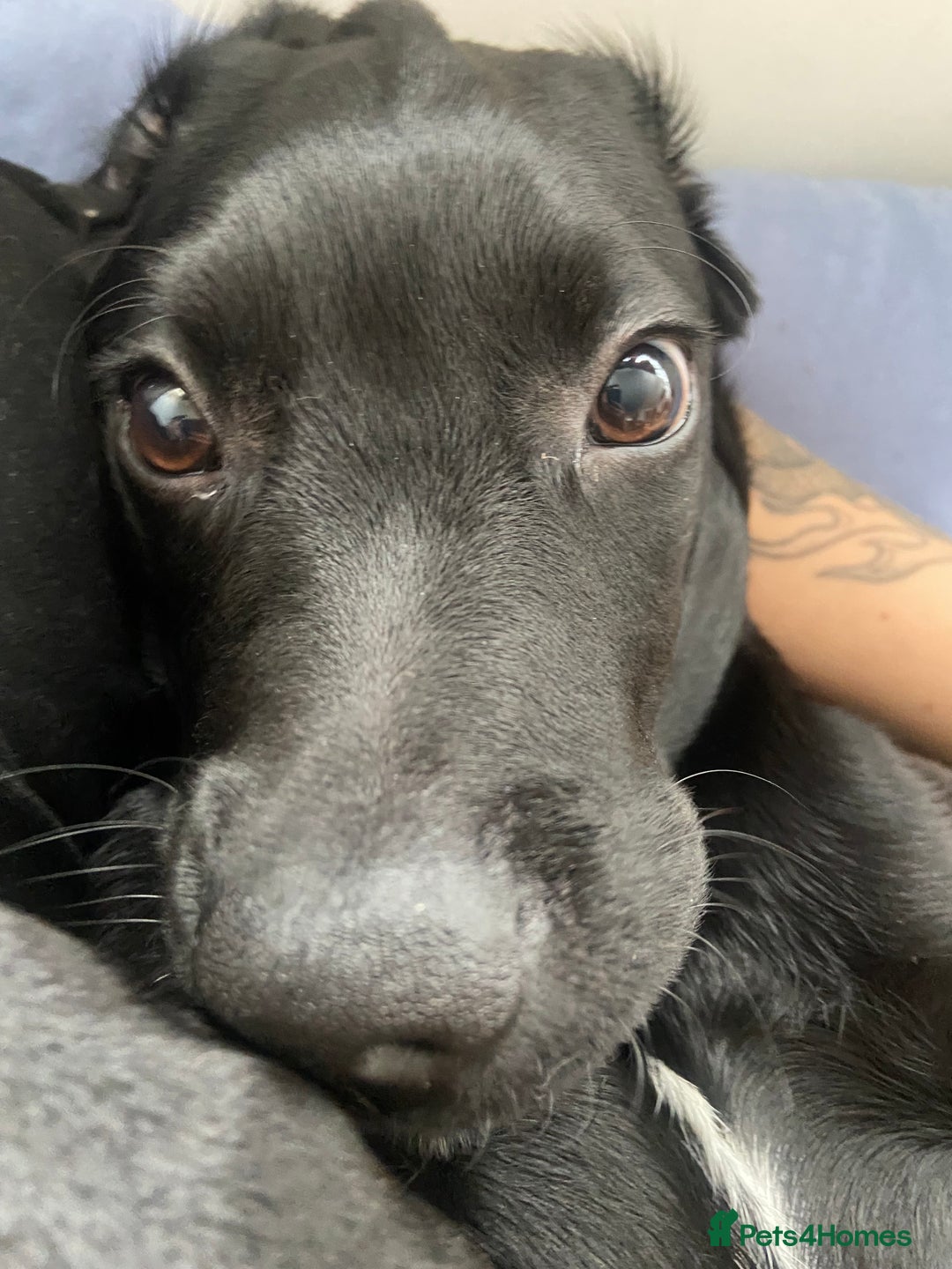 Mixed Breed dogs for sale: Rehoming a 7 Month old labradoodle ❤️ - Advert 2