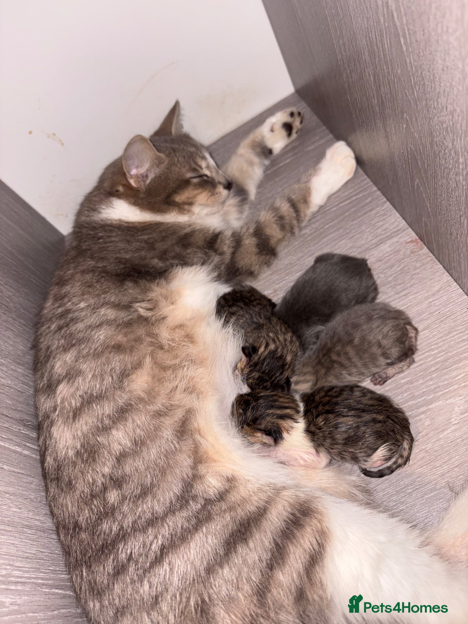 Mixed Breed cats Mixed litter - Advert 1