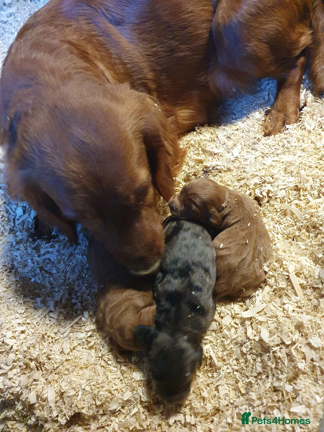 Cockapoo dogs for sale: cockapoo puppies f1 - Advert 9