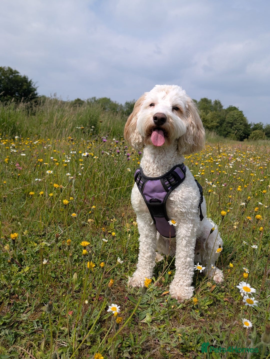 Cavapoo dogs for sale: Loveable two year-old Cavapoo Dolly - Advert 3