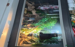 Leopard Gecko reptiles for sale: leopard gecko with setup - Image 8