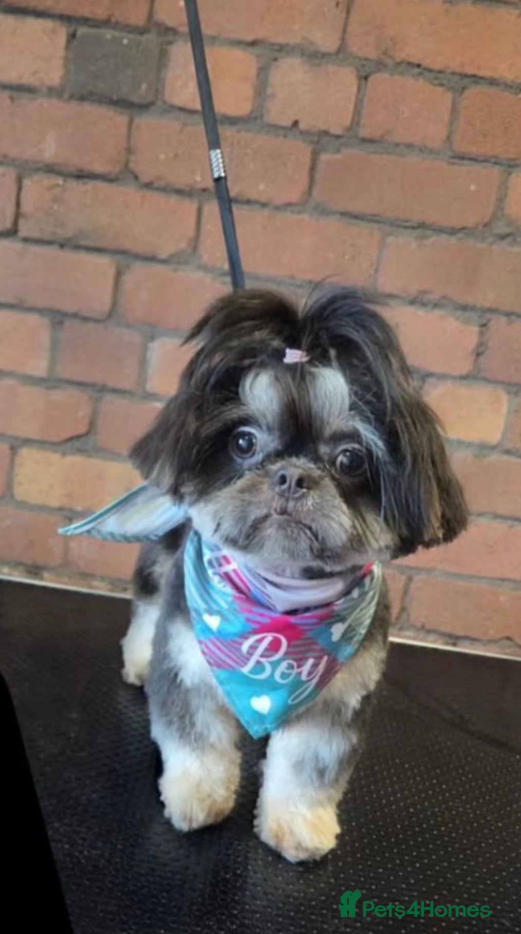 Shih Tzu dogs 💙BAD BOY BLUE💙 For stud - Advert 5