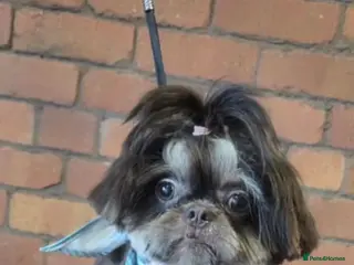 Shih Tzu dogs 💙BAD BOY BLUE💙 For stud - Advert 5