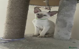 Siamese cats for sale: Last Siamese boy  - Image 3