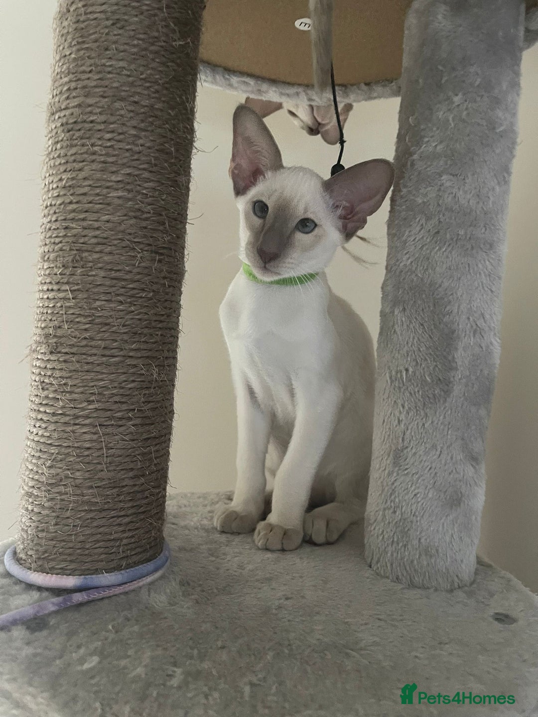 Siamese cats for sale: Last Siamese boy  - Image 3