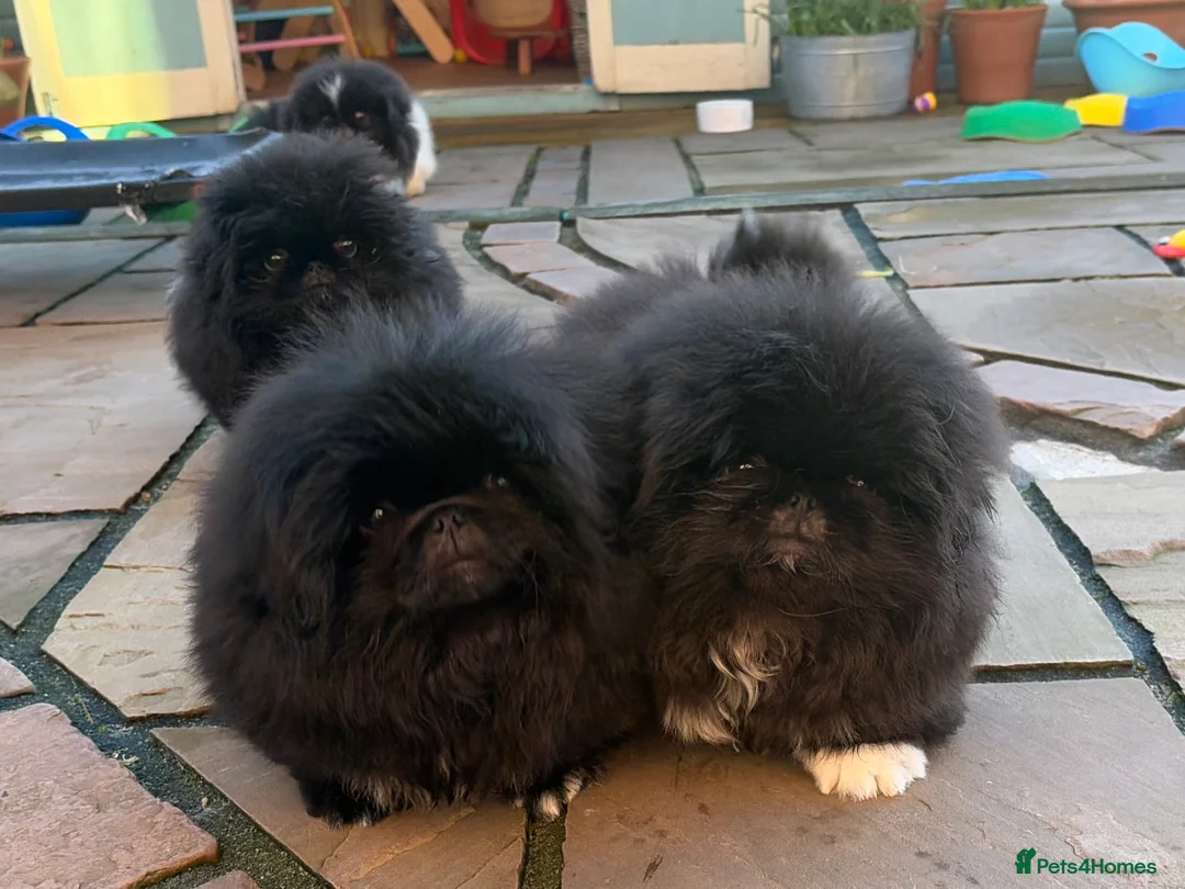 Pekingese dogs for sale: Biggiwigs Pekingese availability Last two boy pups - Advert 5