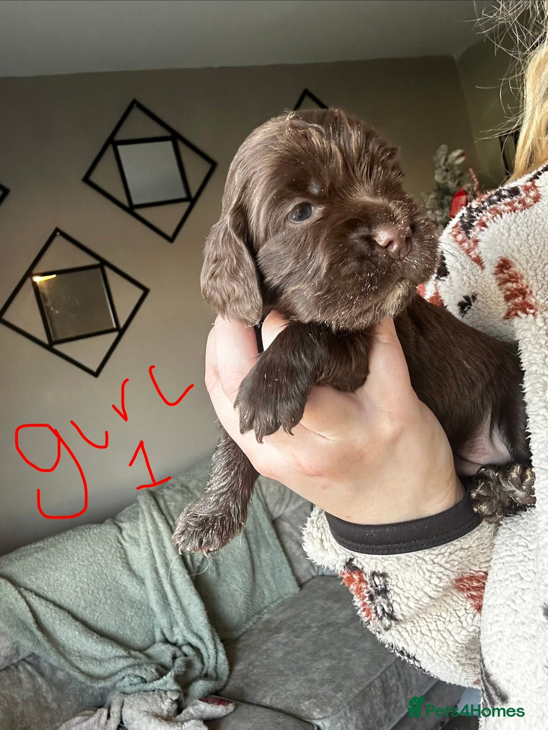 Sprocker dogs for sale: ONE BLACK BOY LEFT❤️‍🩹 - Advert 15