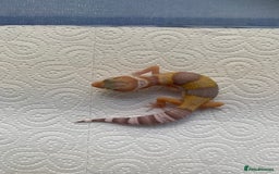 Leopard Gecko reptiles for sale: Leopard gecko babies cb25 - Image 12