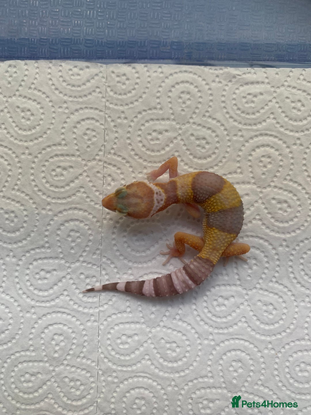 Leopard Gecko reptiles for sale: Leopard gecko babies cb25 - Image 12