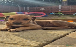 Mixed Breed dogs for sale: Lurcher x staff  in Sturminster Newton - Image 16