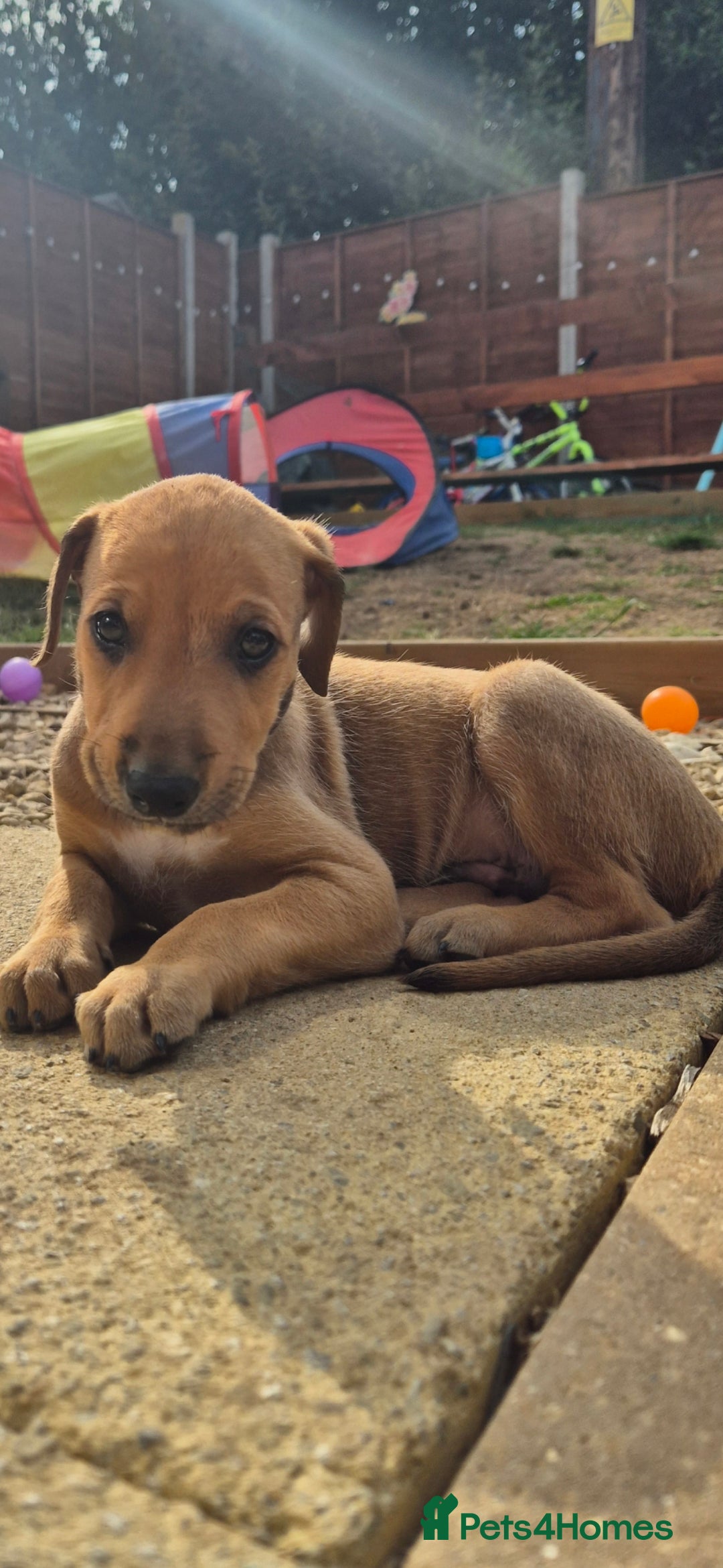 Mixed Breed dogs for sale: Lurcher x staff  in Sturminster Newton - Image 16