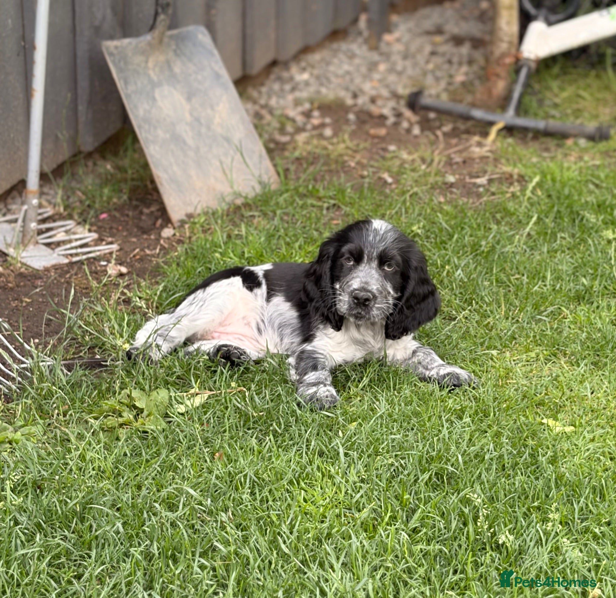 Cocker Spaniel dogs Show Cocker Pups Ready Now⭐️ - Advert 3