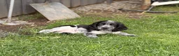 Cocker Spaniel dogs for sale: Show Cocker Pups Ready Now⭐️ - Advert 6