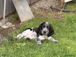 Cocker Spaniel dogs Show Cocker Pups Ready Now⭐️ - Advert 3