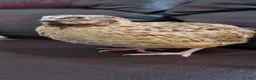 Quail poultry for sale: 🐦 MALE JUMBO COTURNIX QUAIL FOR SALE 🐦 - Advert 6