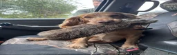 Cocker Spaniel dogs for stud: KCRegisteredHealthTestedStud- Salixjager of Silva  in Wallingford - Advert 5