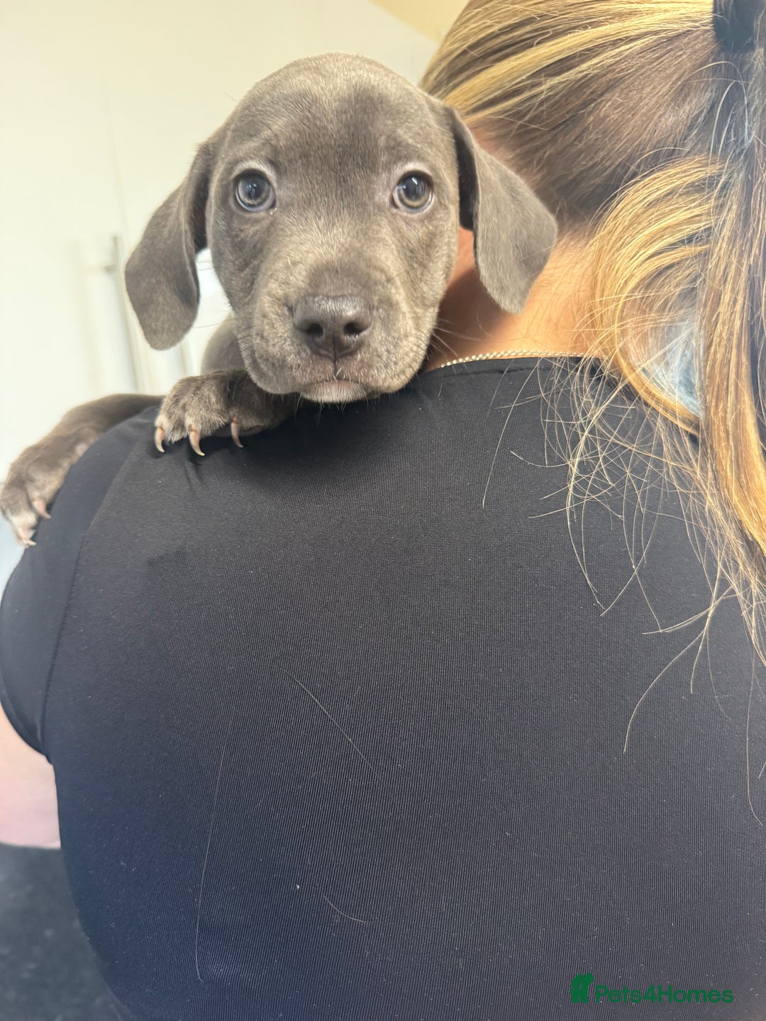 Staffordshire Bull Terrier dogs for sale: Last puppy needing a new home… - Image 3