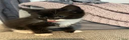 Mixed Breed cats for sale: Friendly little kittens looking for homes  - Advert 1