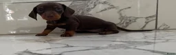 Miniature Dachshund dogs for sale: KC miniature dachshunds - Tiny. Sunning! - Advert 14