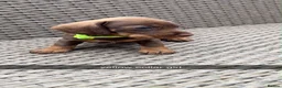 Miniature Dachshund dogs for sale: dachshund miniture wirehared  - Advert 5