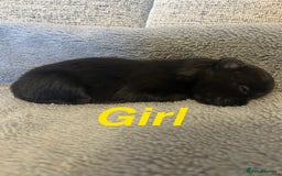 Pomapoo dogs for sale: Beautiful Pom puppies 🐶  - Image 4