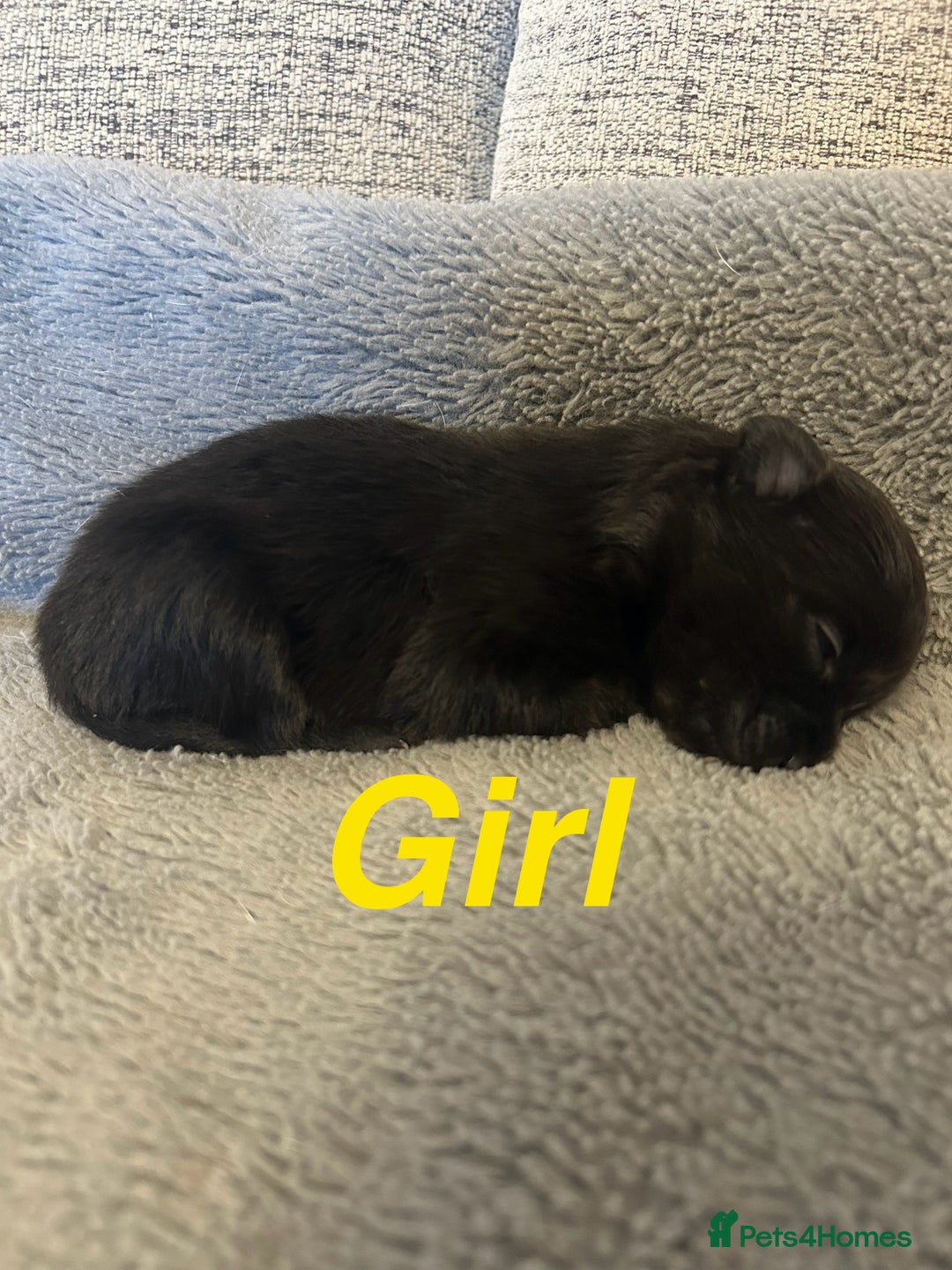 Pomapoo dogs for sale: Beautiful Pom puppies 🐶  - Image 4