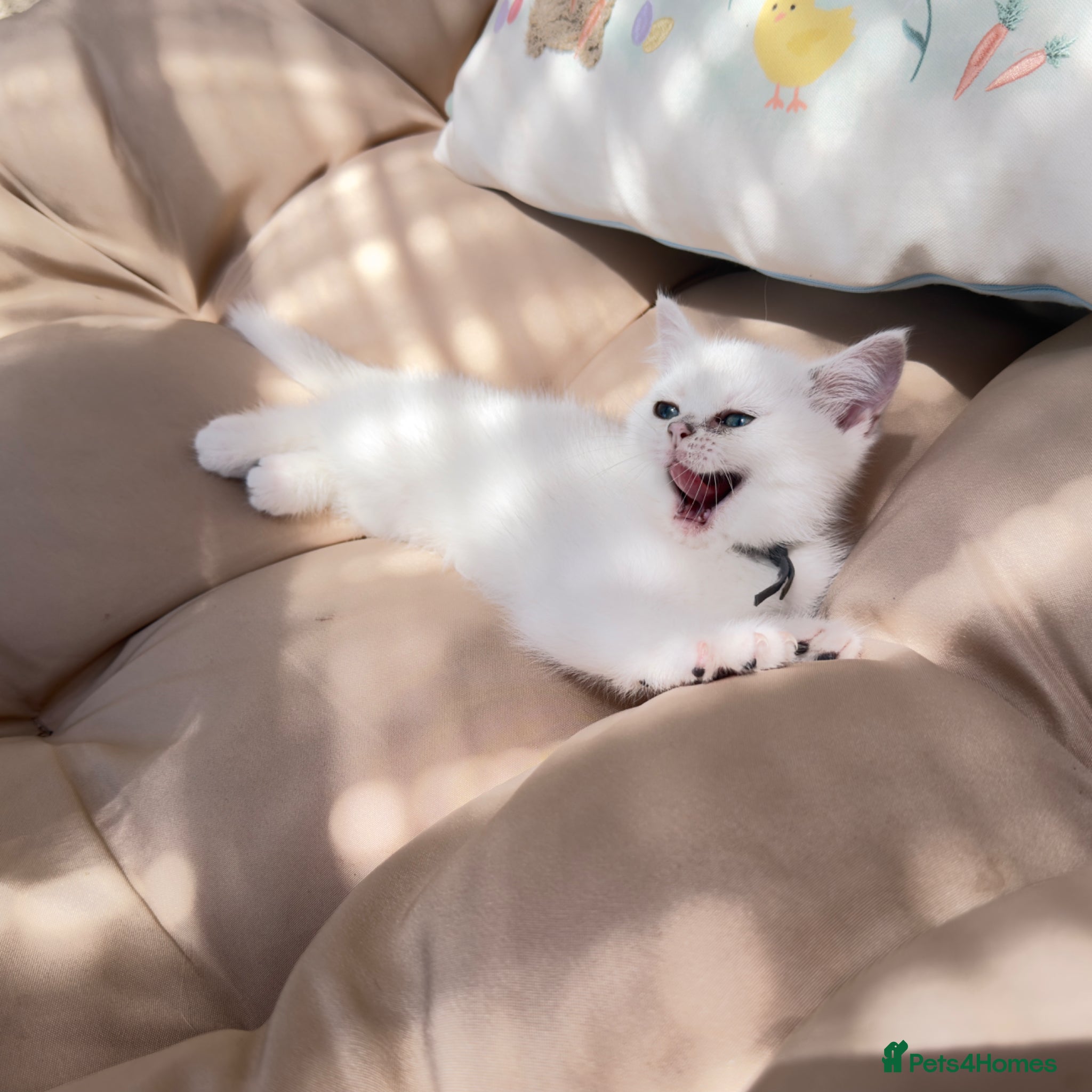 British Shorthair cats 😻TICA British Shorthair kitten only 1 boy left  - Advert 1