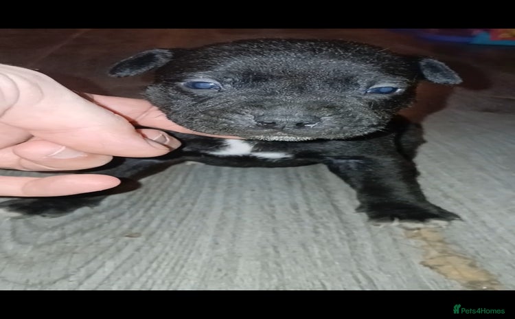 Staffordshire Bull Terrier dogs - Advert 4
