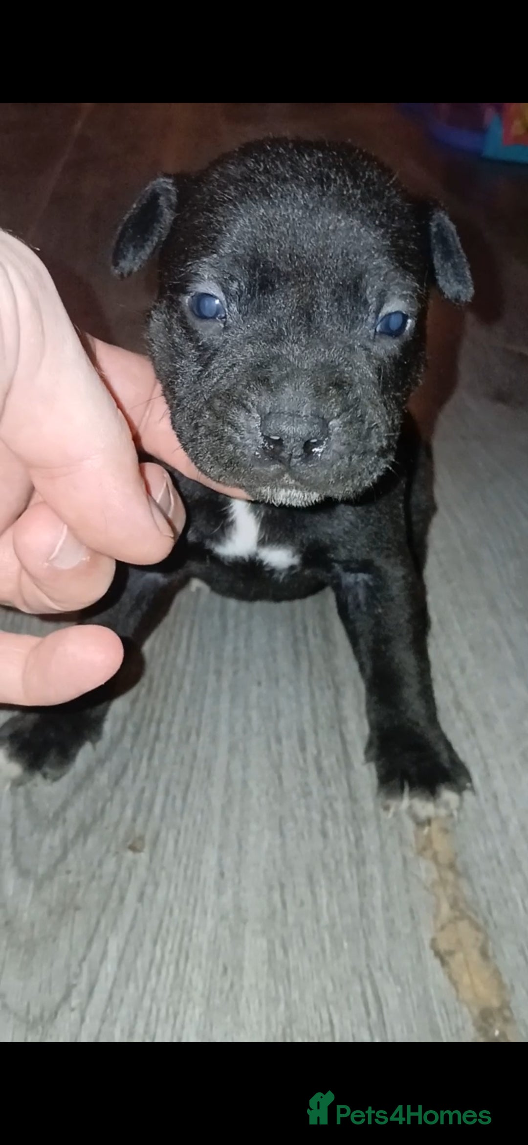 Staffordshire Bull Terrier dogs for sale: Beautiful Staffordshire Bull pups  - Image 1